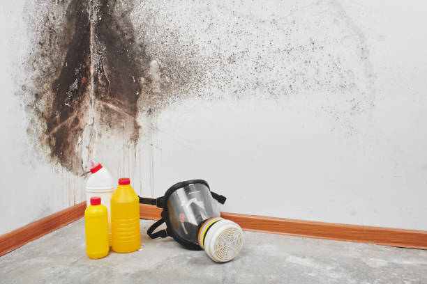 Best Professional Mold Removal  in Canton, PA