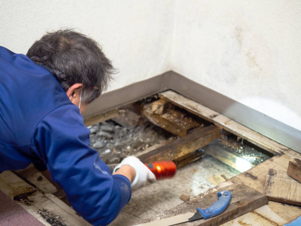 Best Emergency Mold Removal  in Canton, PA