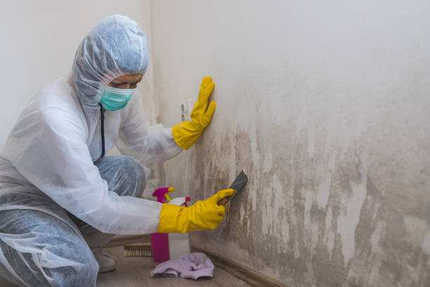 Best Home Mold Removal  in Canton, PA