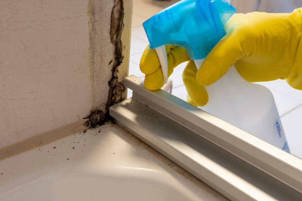 Best Best Mold Removal Companies  in Canton, PA