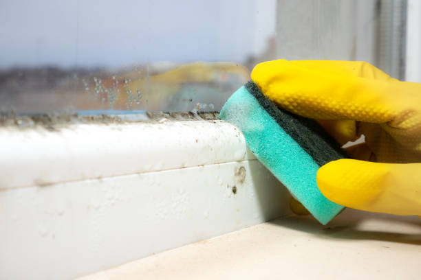 Best Toxic Mold Removal  in Canton, PA