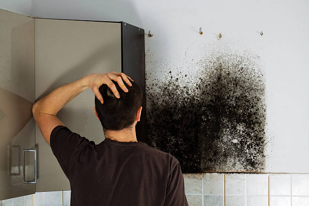 Best Commercial Mold Removal  in Canton, PA