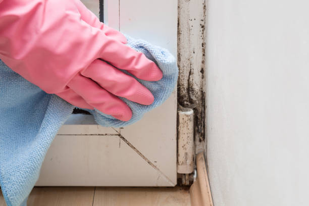 Attic Mold Removal in Canton, PA