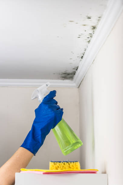 Best Best Mold Removal Companies  in Canton, PA